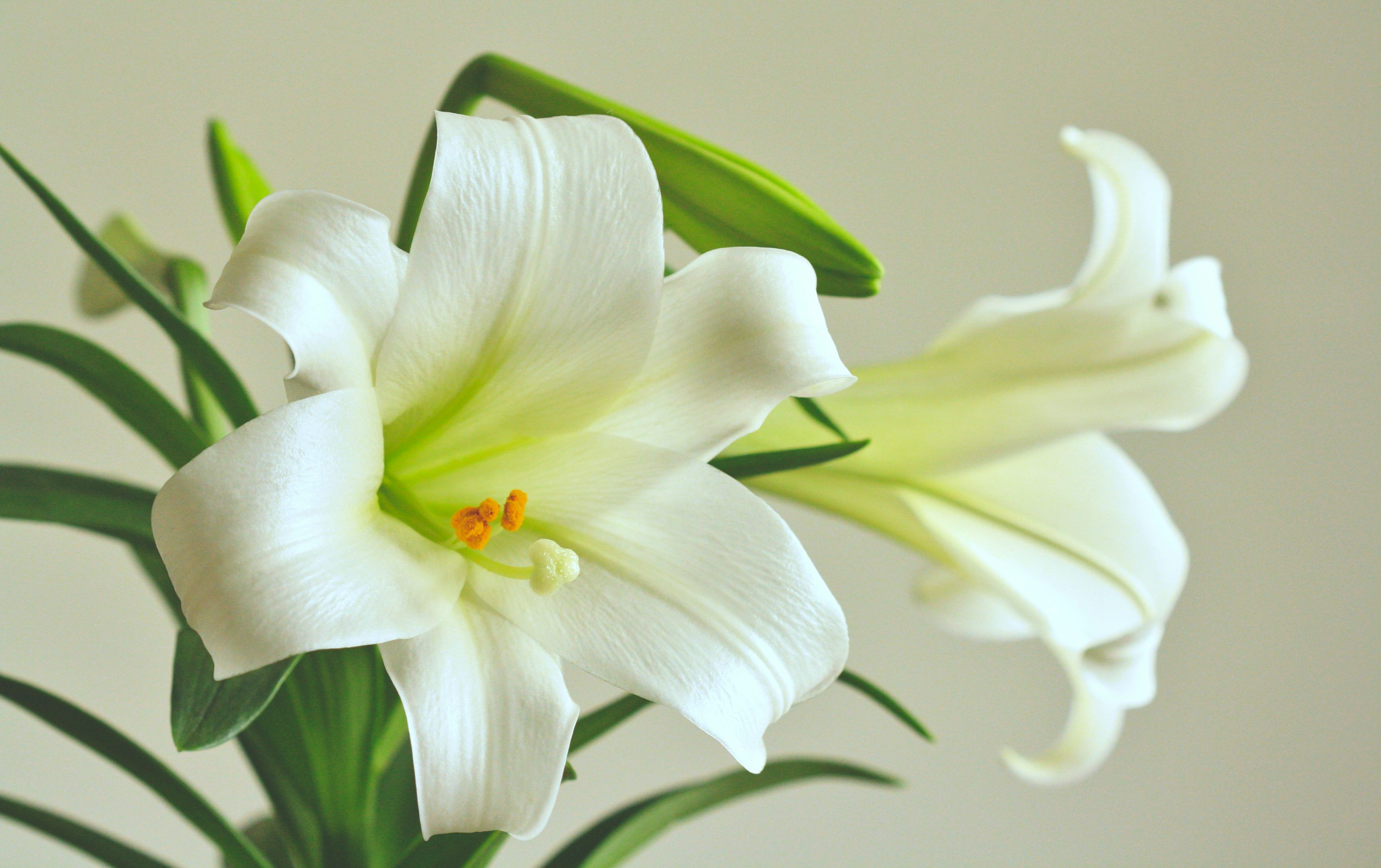 White Lilies